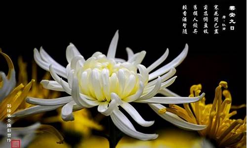 关于菊花的诗_关于菊花的诗句