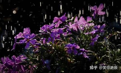 雨前初见花间蕊_雨前初见花间蕊雨后全无叶底花